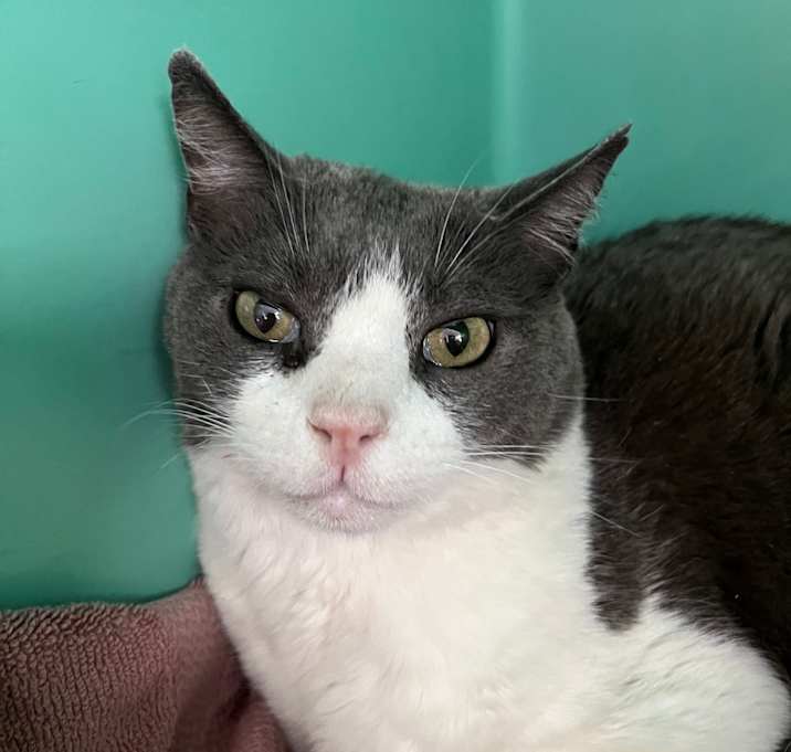 Photo of Grey Boy