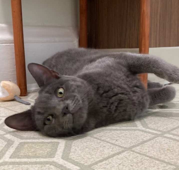 Photo of Cookie