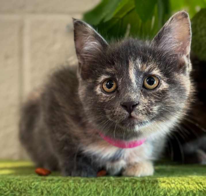 Photo of Opal