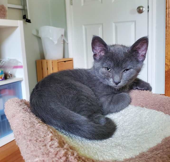 Photo of Newt - In Foster