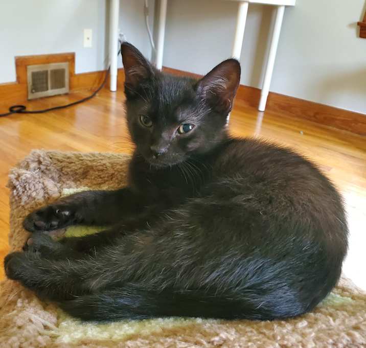 Photo of Toad - In Foster