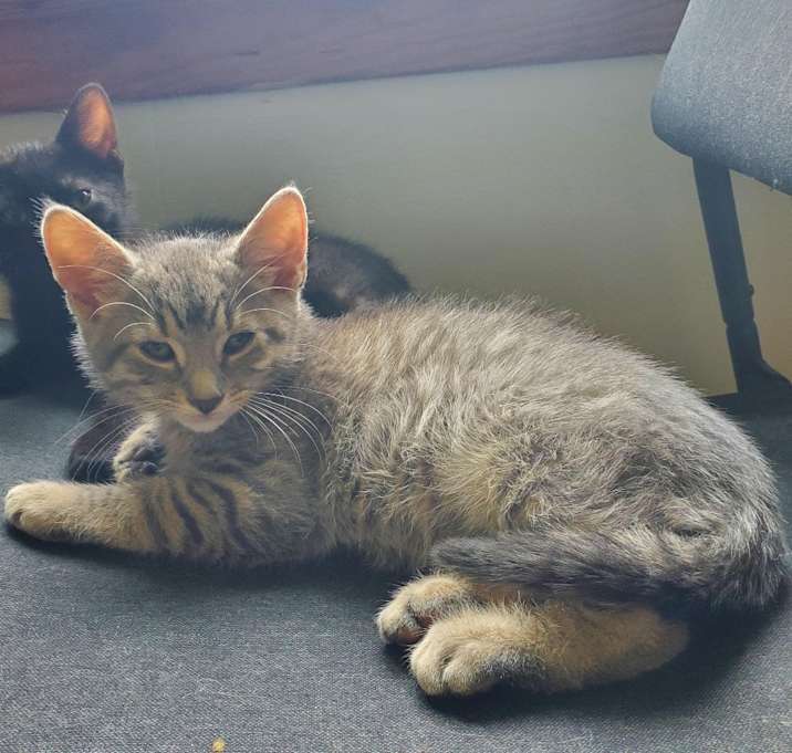 Photo of Earthworm - In Foster