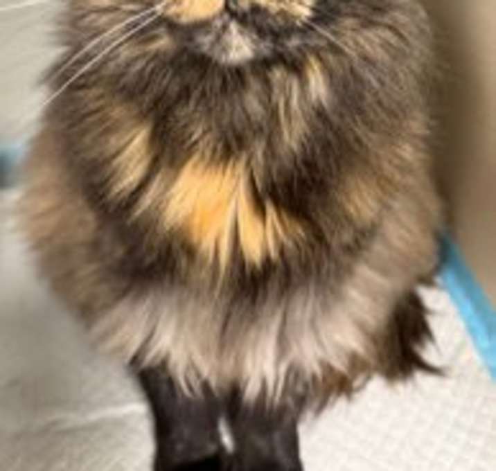 Photo of Callie - front declaw
