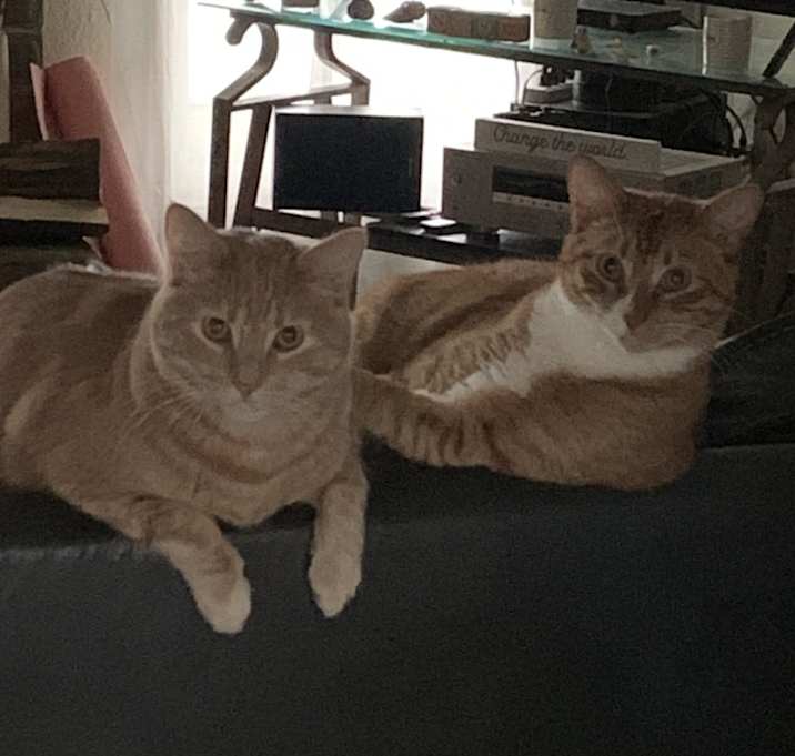 Photo of Cheddar and Colby