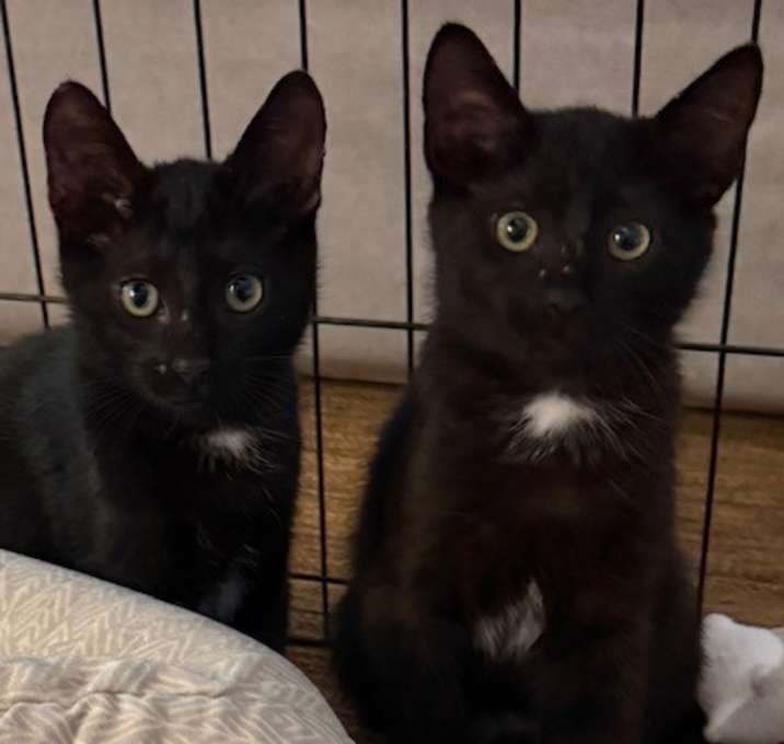 Photo of Batman & Fozzi Bear twin kittens