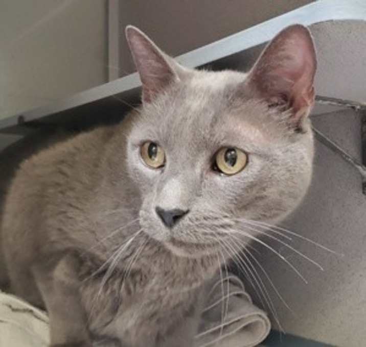 Photo of *Lancelot*