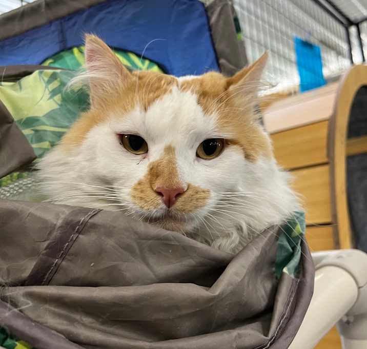 Photo of Momo
