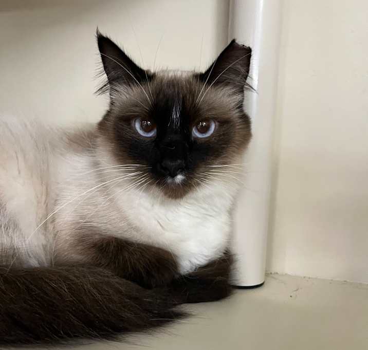 Photo of Minx