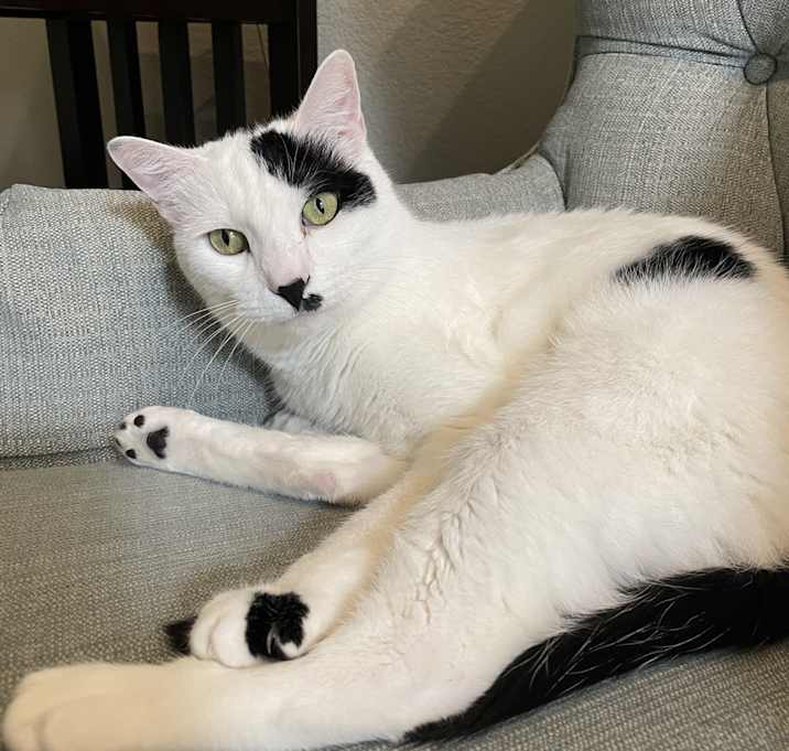 Photo of Spy