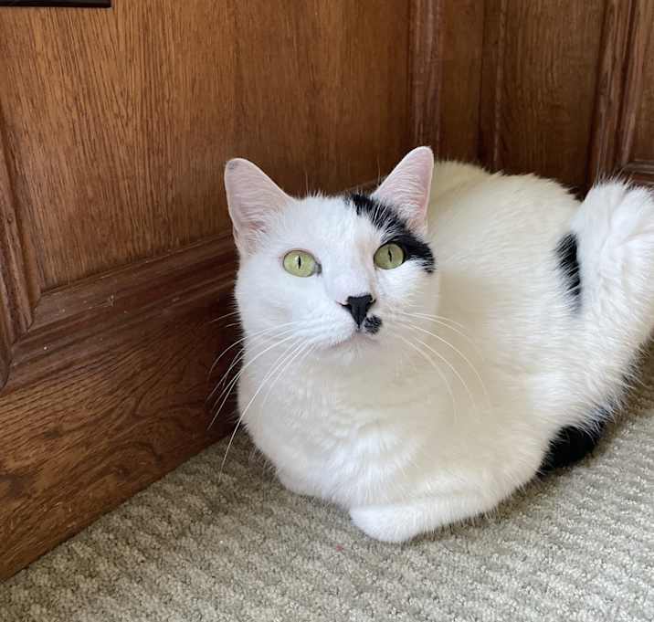Photo of Spy
