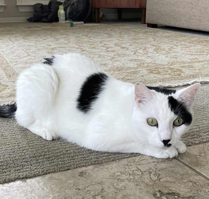Photo of Spy