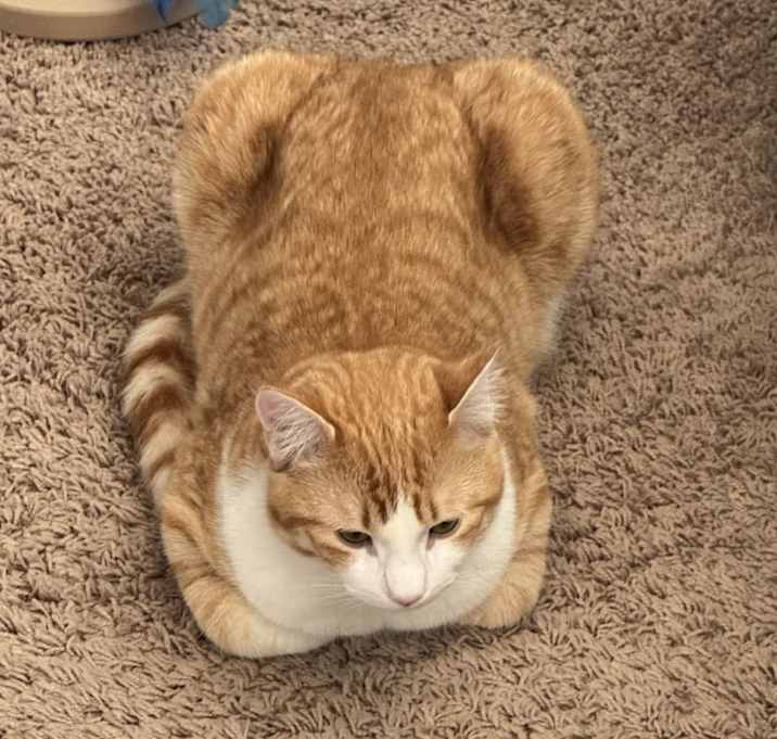 Photo of Shrimp