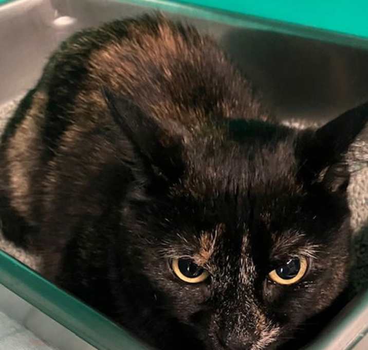 Photo of Shadow 1 yr female