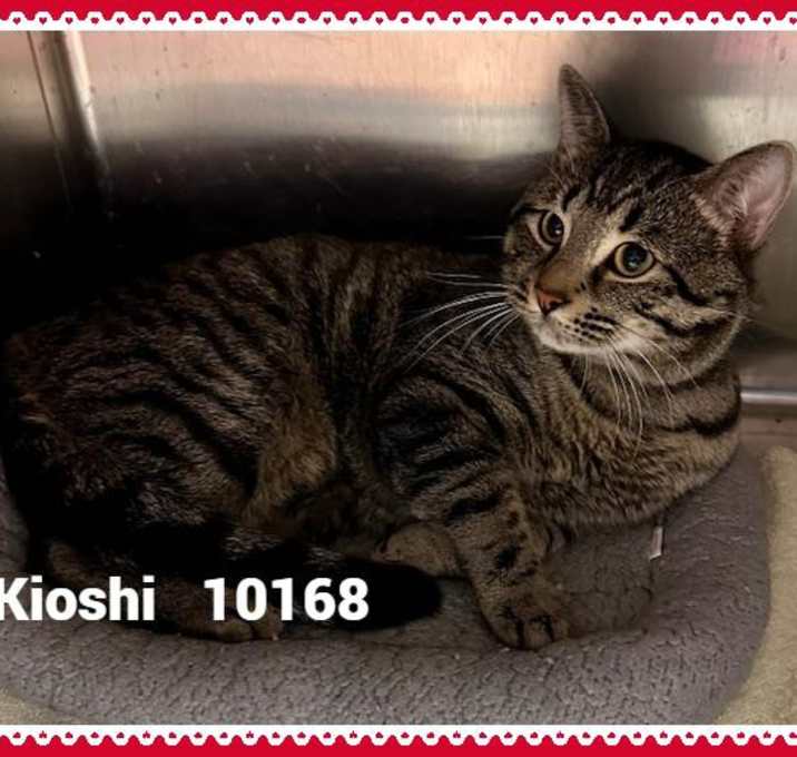 Photo of KIOSHI