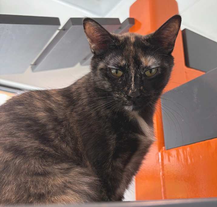 Photo of Lovebug