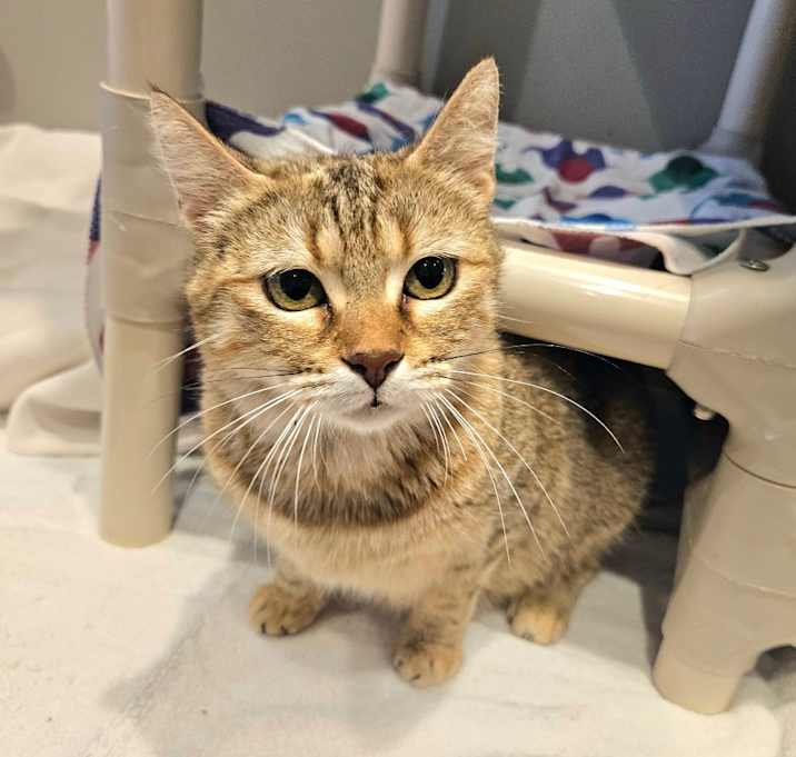 Photo of Gingerbiscuit