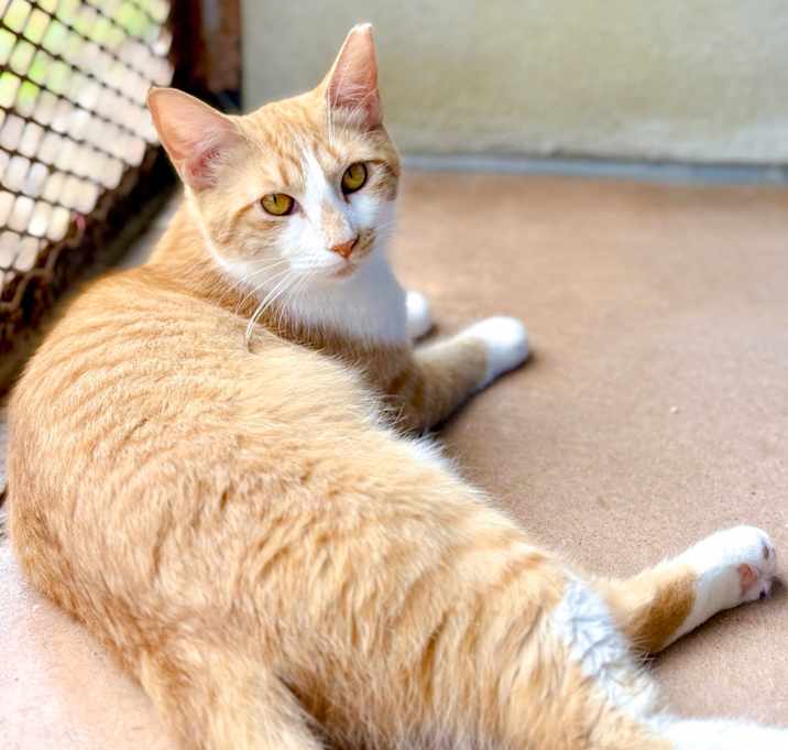 Photo of SATSUMA