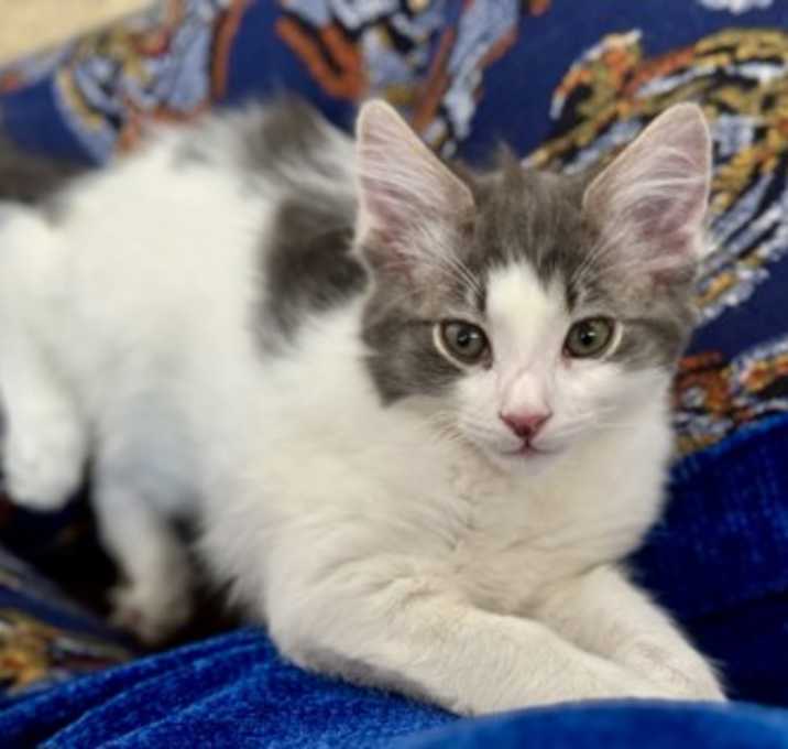 Photo of Mowgli