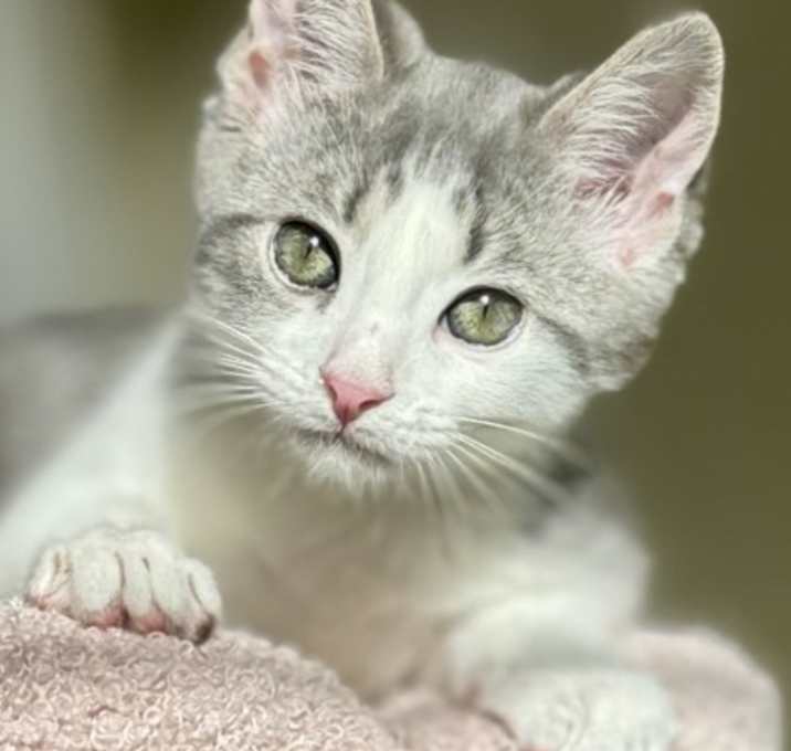 Photo of Baloo