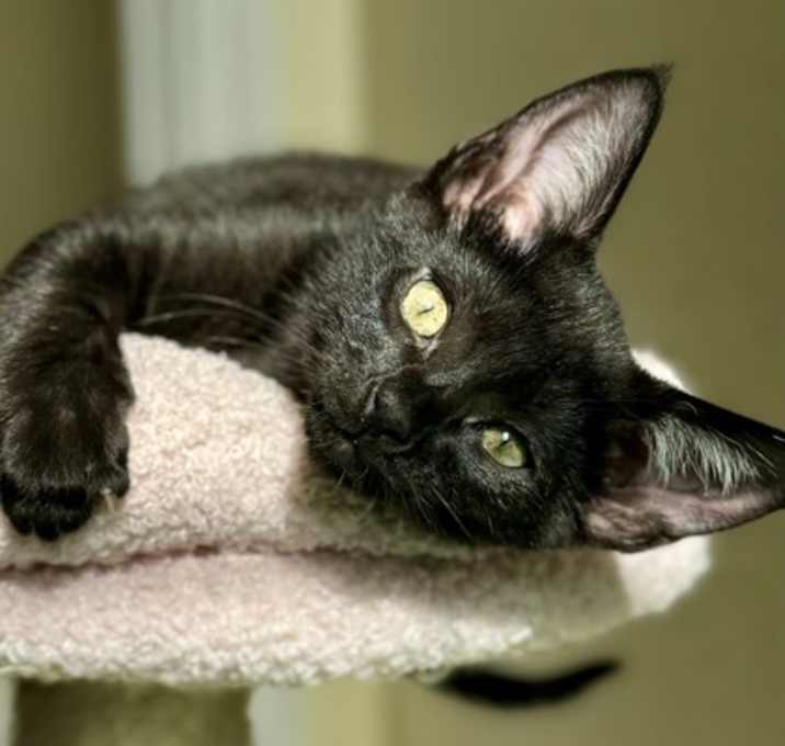 Photo of Bagheera