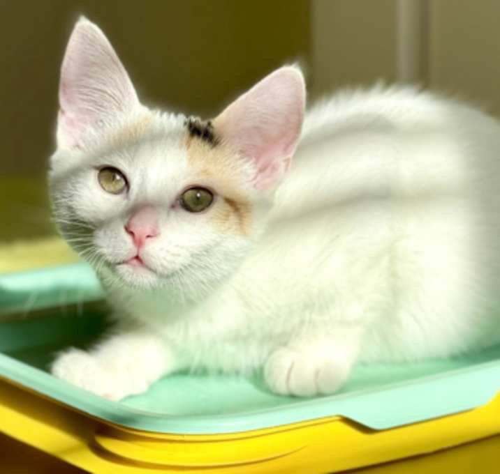 Photo of Jelly Bean