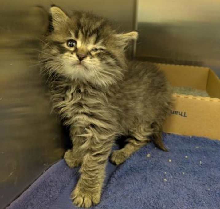 Photo of Lil Fluff