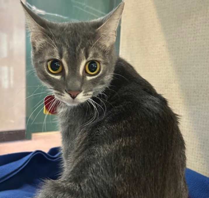 Photo of Missy - AVAILABLE- SURGERY TBD