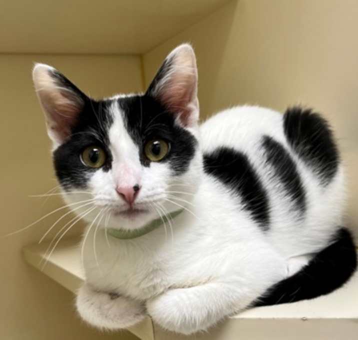 Photo of Oreo