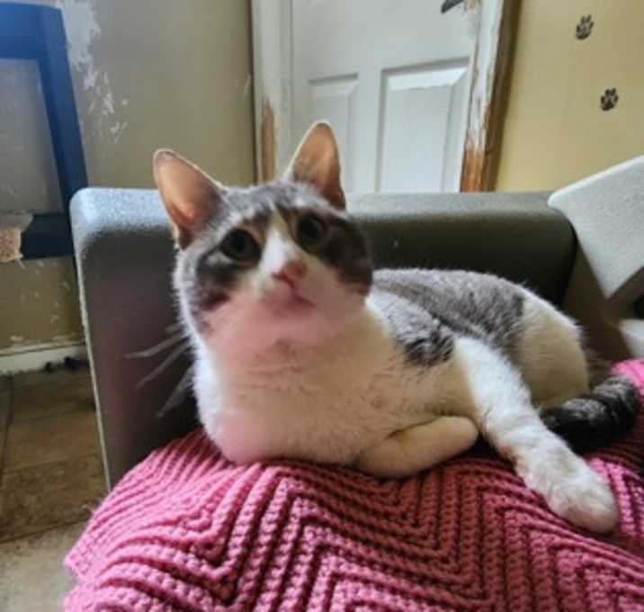 Photo of Dimitri