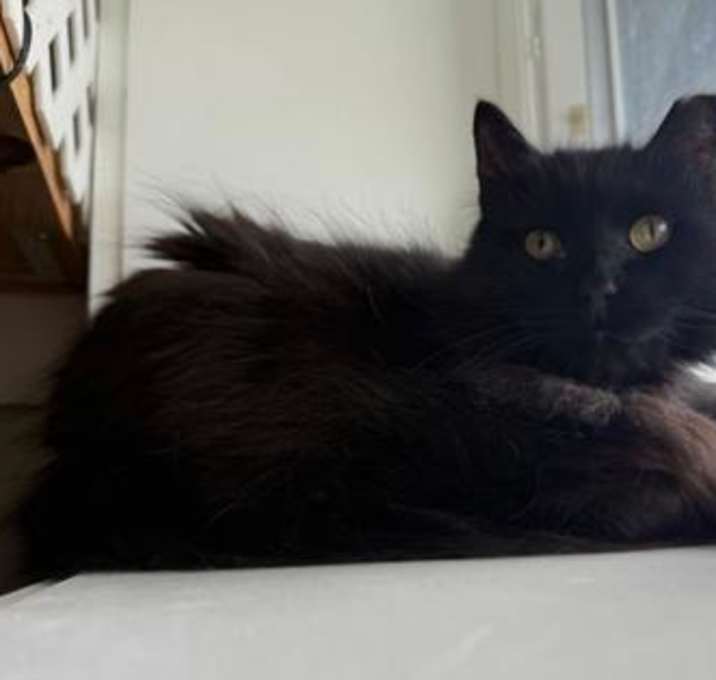 Photo of Donovan