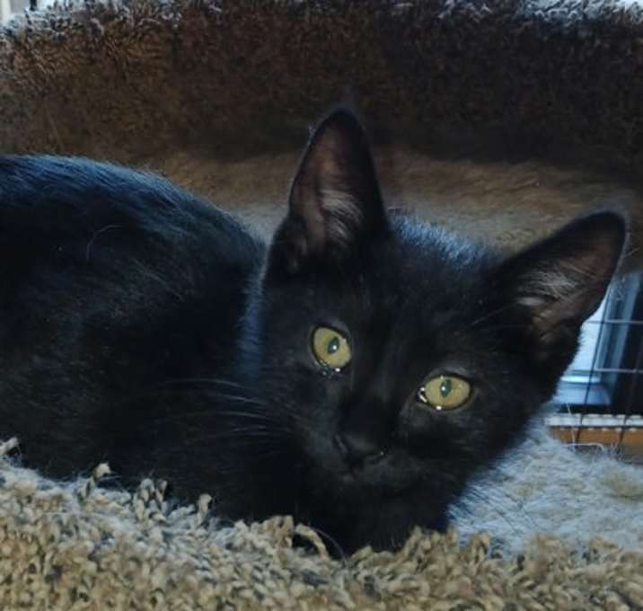 Photo of Parsley