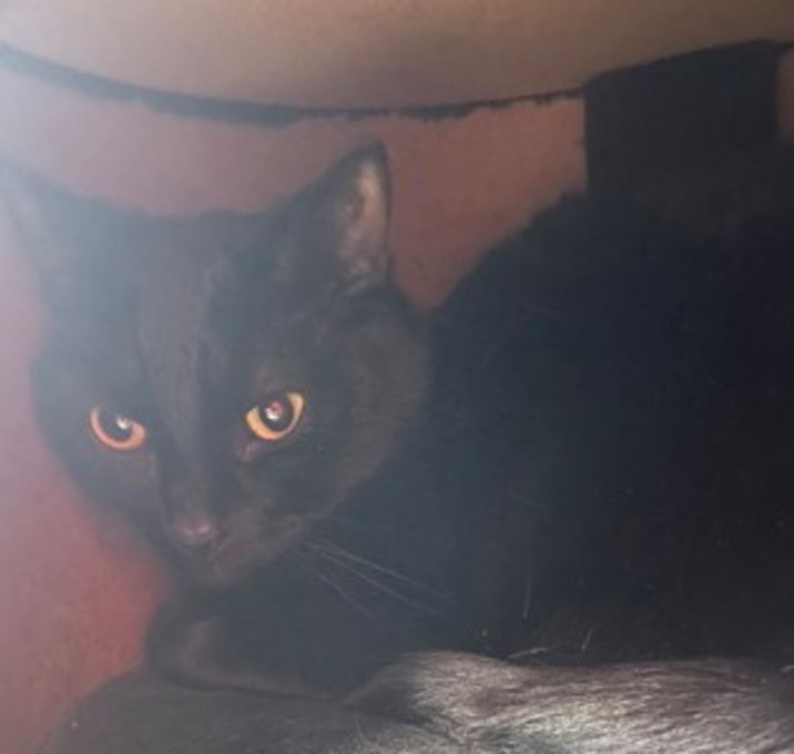 Photo of Ty (Bonded with Billy) - Kitch