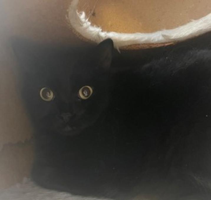 Photo of Billy (Bonded with Ty) - Kitch