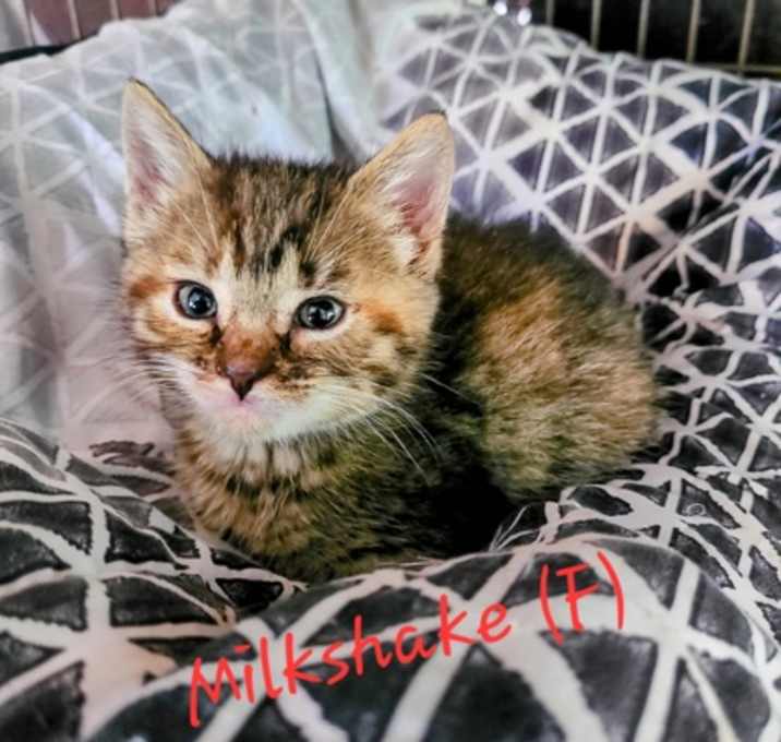 Photo of Milkshake