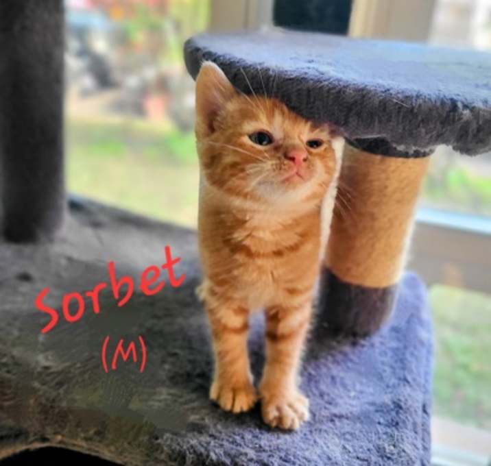 Photo of Sorbet
