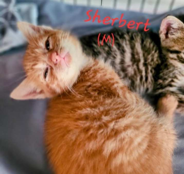 Photo of Sherbert