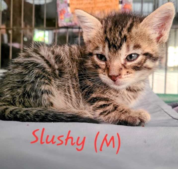 Photo of Slushy