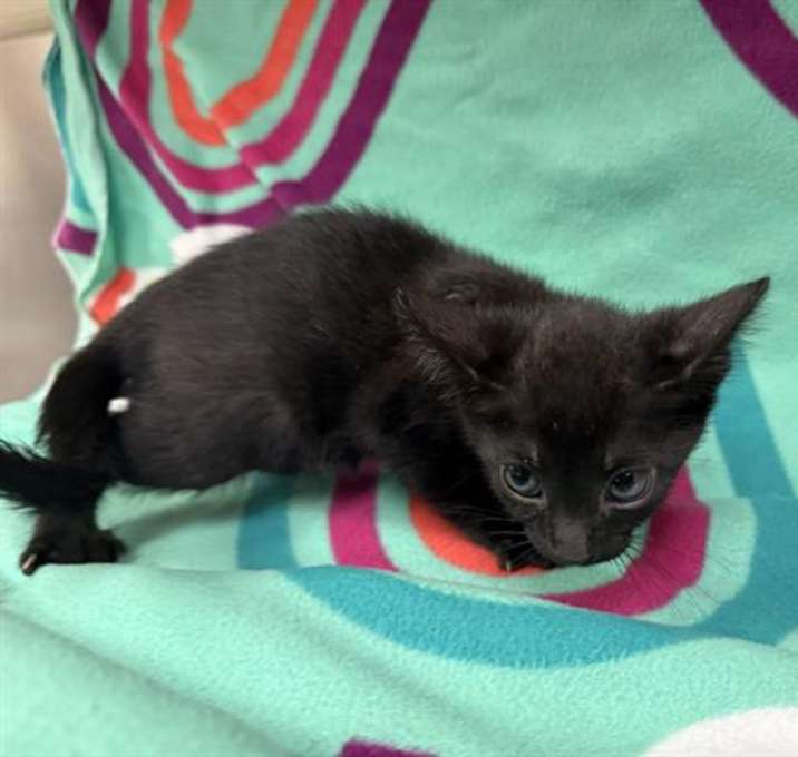 Photo of CELESTE
