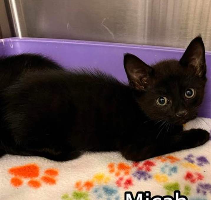 Photo of MICAH
