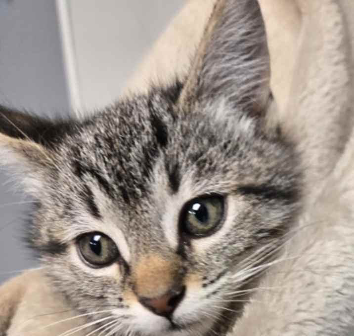 Photo of Penny...Coming Soon