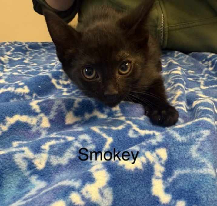 Photo of Smokey