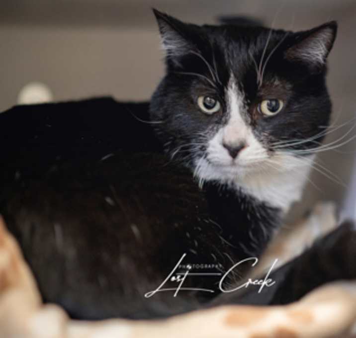 Photo of Artemis
