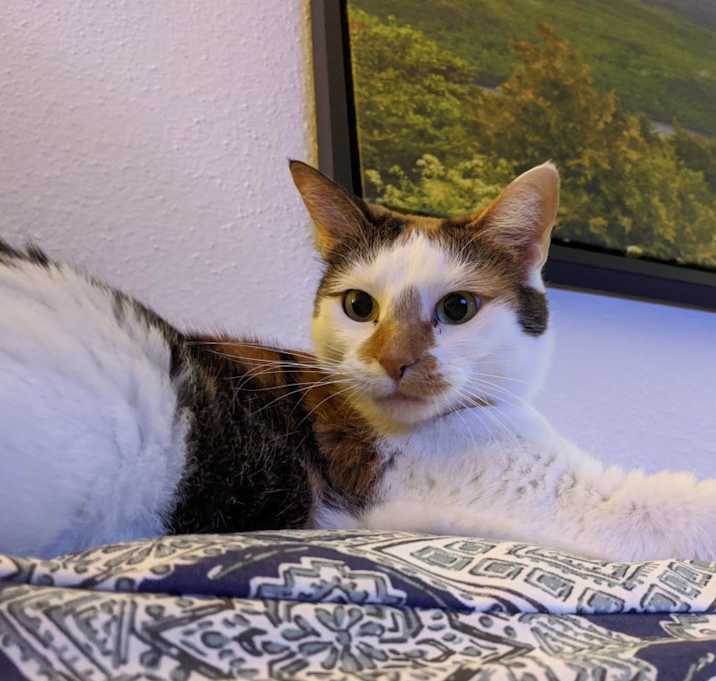 Photo of Yoda