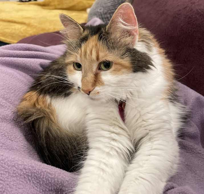 Photo of Momo