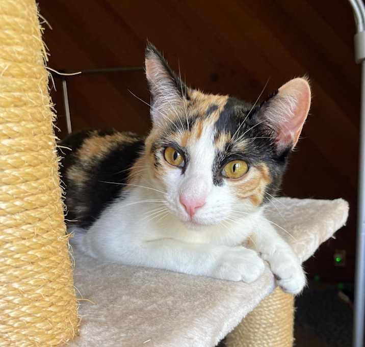 Photo of Calypso