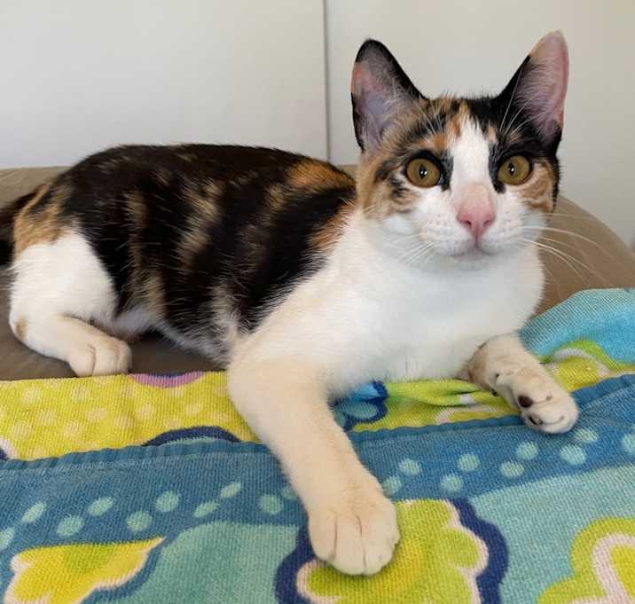 Photo of Calypso