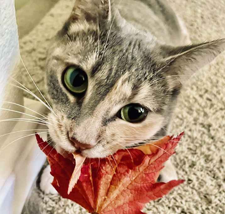 Photo of Xena