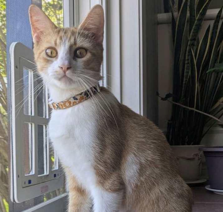 Photo of Sweet Potato
