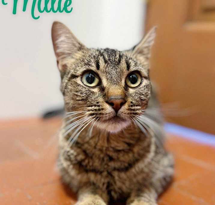 Photo of Millie
