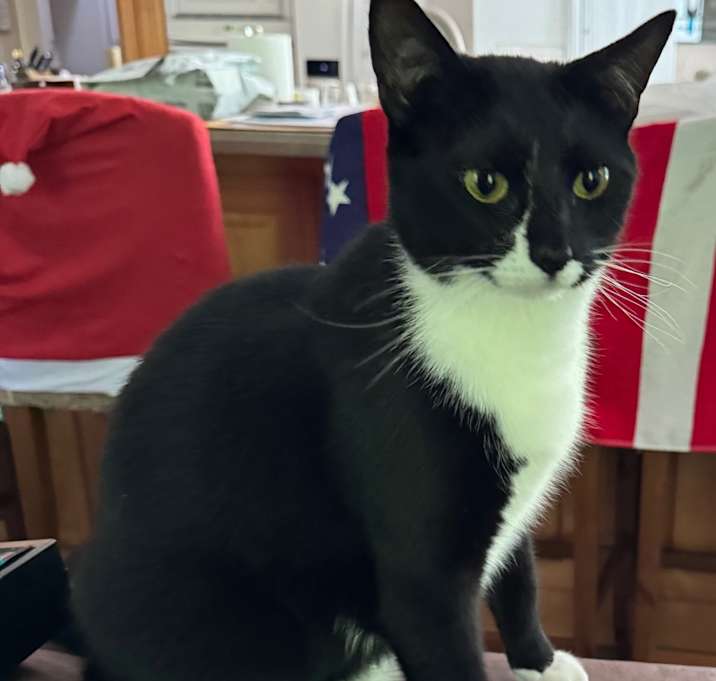 Photo of Tux